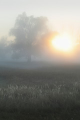 foggy morning - 110734100
