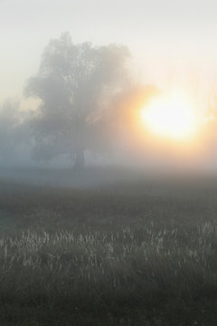 foggy morning