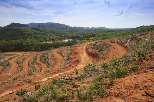 Deforestation environmental problem, rain forest destroyed for oil palm plantations