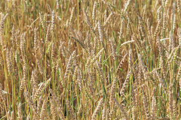 background of ripe wheat