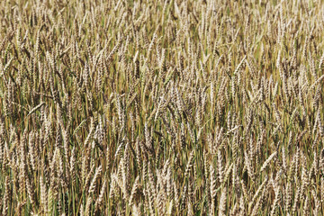 background of ripe wheat