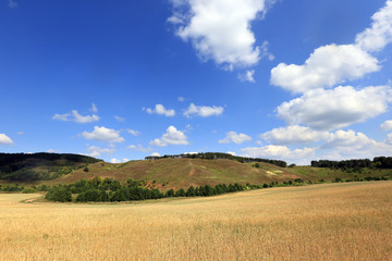 Obraz premium beauty fields