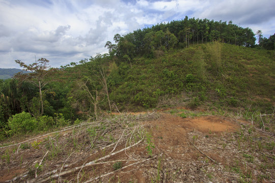 Deforestation environmental problem, rain forest destroyed for oil palm plantations