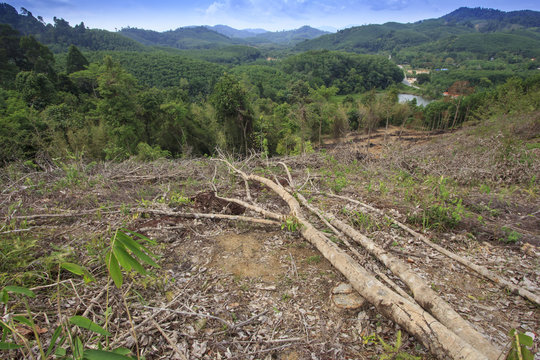 Deforestation environmental problem, rain forest destroyed for oil palm plantations