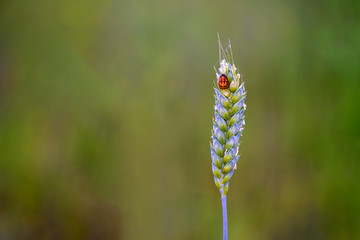 Ladybug