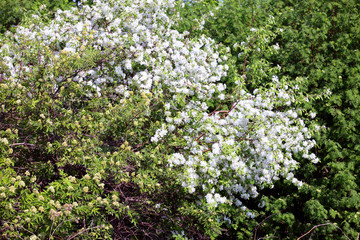 blooming branch apple tree
