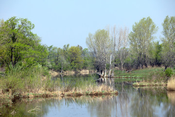 Fototapeta na wymiar on the river in the spring