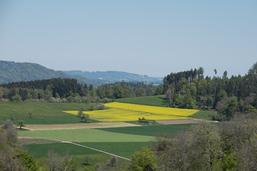 Rapsfeld mit Wiesen Waldrand und H&uuml;gl