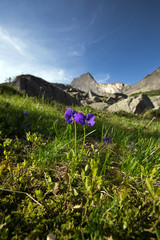 purple flowers of the Western Sayan mountains sunny summer day