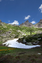 snow and flowers at the foot of mountain