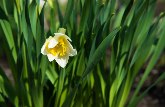 Blooming narcissus in the garden at springtime