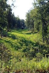 birch grove in the Urals