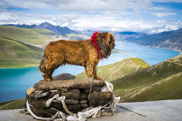 Tibetan mastiff posing on pedestal at the Yamdrok lake in Tibet, China - obrazy, fototapety, plakaty