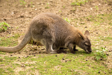 Bennett's wallaby, Macropus rufogriseus is a small wallaby