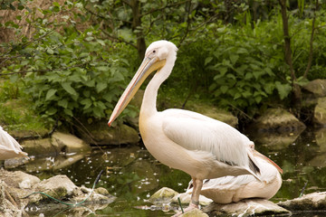 Great White Pelican, Pelecanus onocrotalus, lives in groups