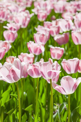field bright pale pink tulips in sunlight
