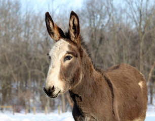 Mini donkey with ears perked against a background of snow and bare trees.