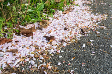 Heuschnupfen durch Pollen und Blütenblätter einer Pflaume