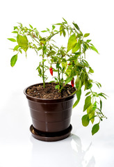 Pepper plant with fresh red hot chilli peppers growing in plasti