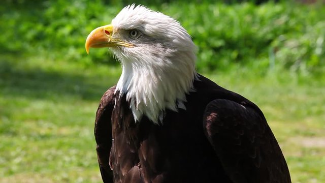 Portrait of Bald Eagle (Haliaeetus leucocephalus washingtoniensis)