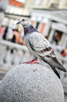 Pigeon or a Dove is standing on granite block