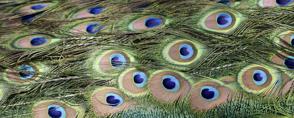 Peacock Pattern - Pfau Muster 