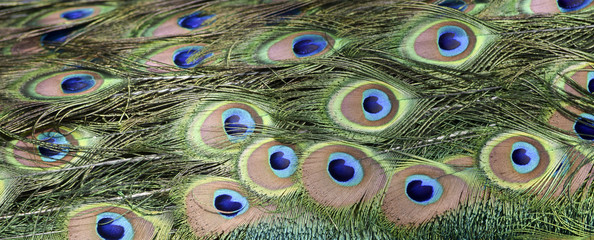 Obraz premium Peacock Pattern - Pfau Muster 