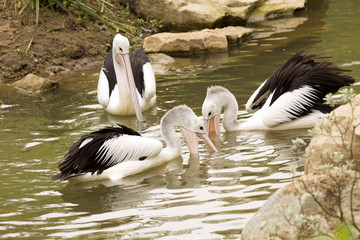Australian Pelican, Pelecanus conspicillatus, hunt for food in water