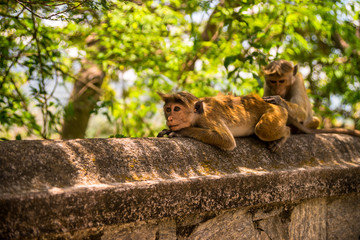 macaque monkey on the wall of the temple