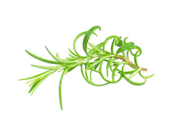 fresh herb rosemary