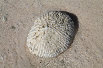 Brain coral on the sand