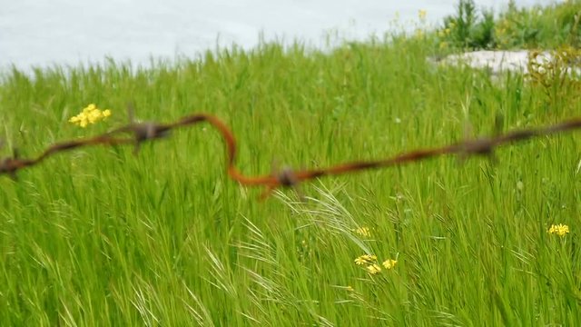 Old rusty barbed wire on a background of green grass. Prohibited symbol of freedom
