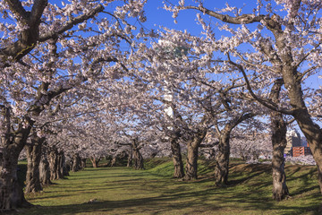 五稜郭タワーと満開の桜の花