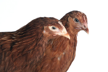 pair of chickens