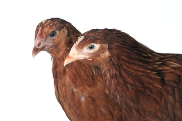 pair of chickens