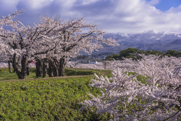 五稜郭公園内の桜の花