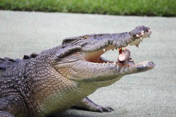 Leistenkrokodil (Crocodylus porosus)