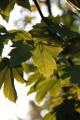 Blätter im sommerlichen Abendlicht