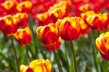 Fototapeta premium yellow-red tulips close up in the flower bed