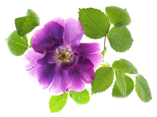 translucent purple wild rose on white background - 110738518