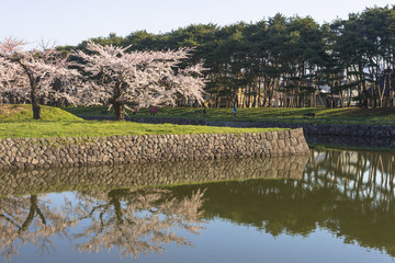 五稜郭公園内の桜の花
