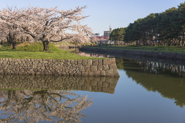 Fototapeta premium 五稜郭公園内の桜の花