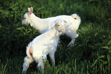 goatling on a meadow