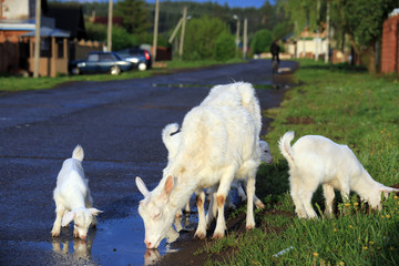 Fototapeta premium Goat with kids on a meadow
