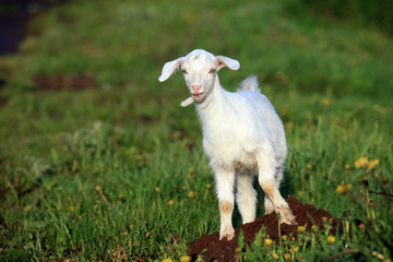 Obraz premium goatling on a meadow