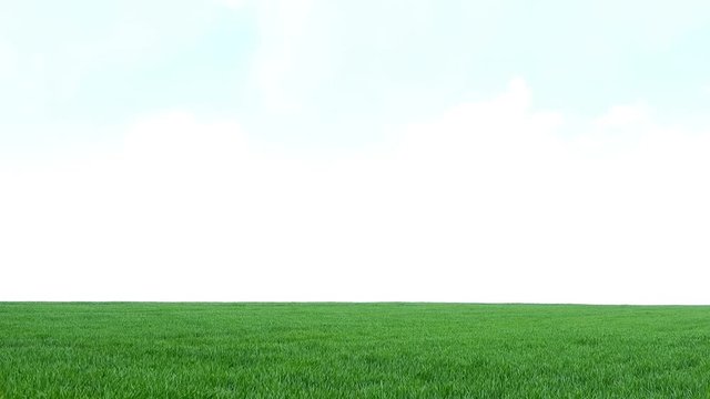 Green grass. Windy