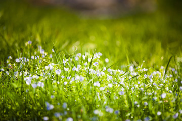 Green grass with white flowers.