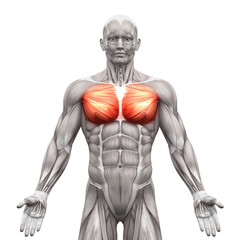 Chest Muscles - Pectoralis Major and Minor - Anatomy Muscles - obrazy, fototapety, plakaty