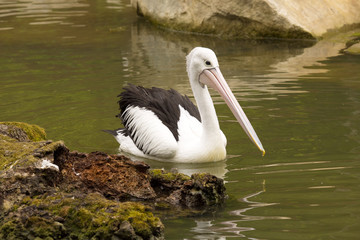 Australian Pelican, Pelecanus conspicillatus, hunt for food in water