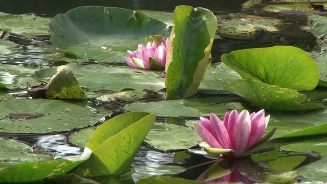 Water lilies in the Japanese pond at Monet&rsquo;s Garden, Giverny, France